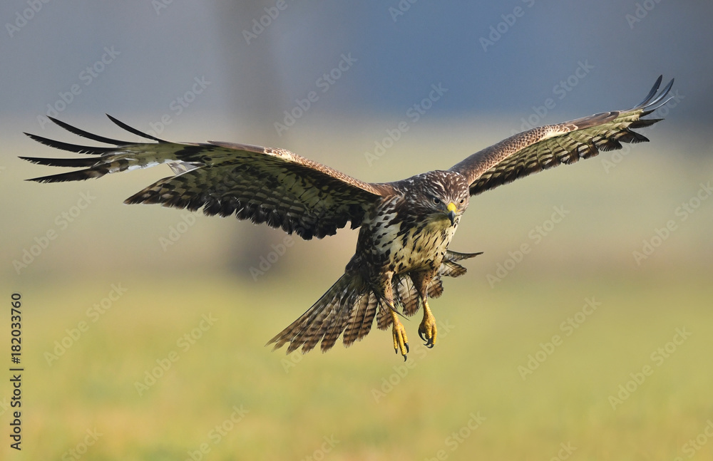 Obraz premium Common buzzard (Buteo buteo)