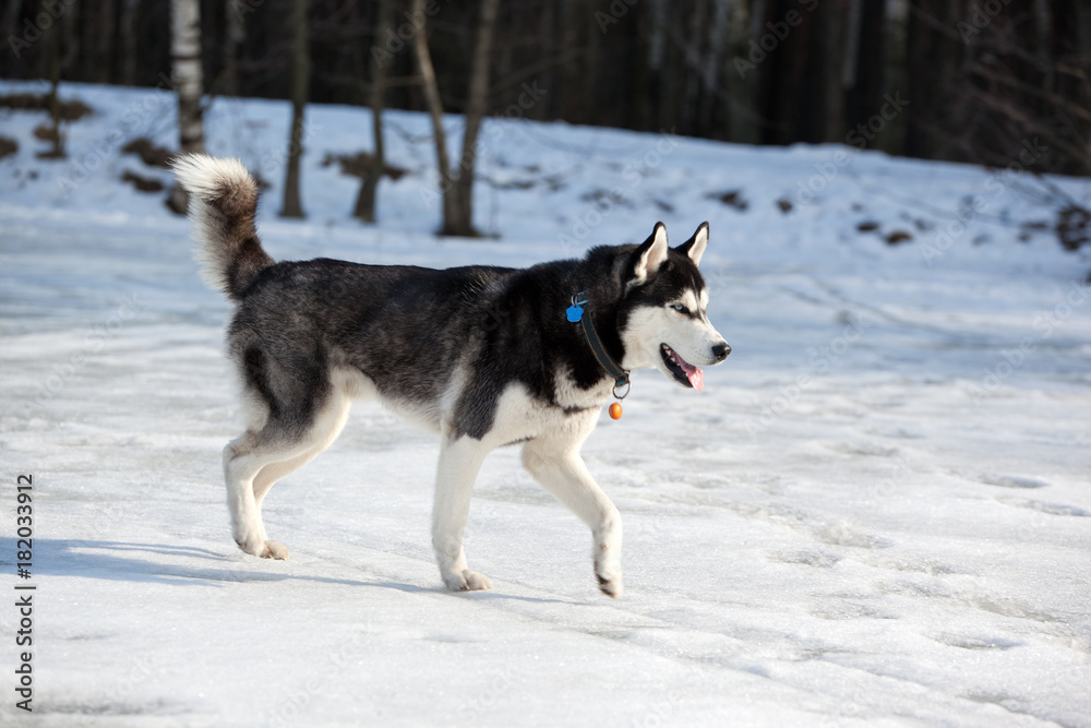 Siberian Husky dog walking on the frozen lake