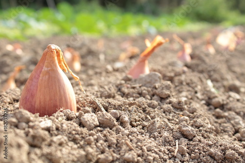 Bild auf Leinwand sowing shallots