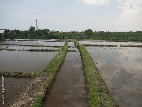 Green rice fields on Bali island. November, 2017