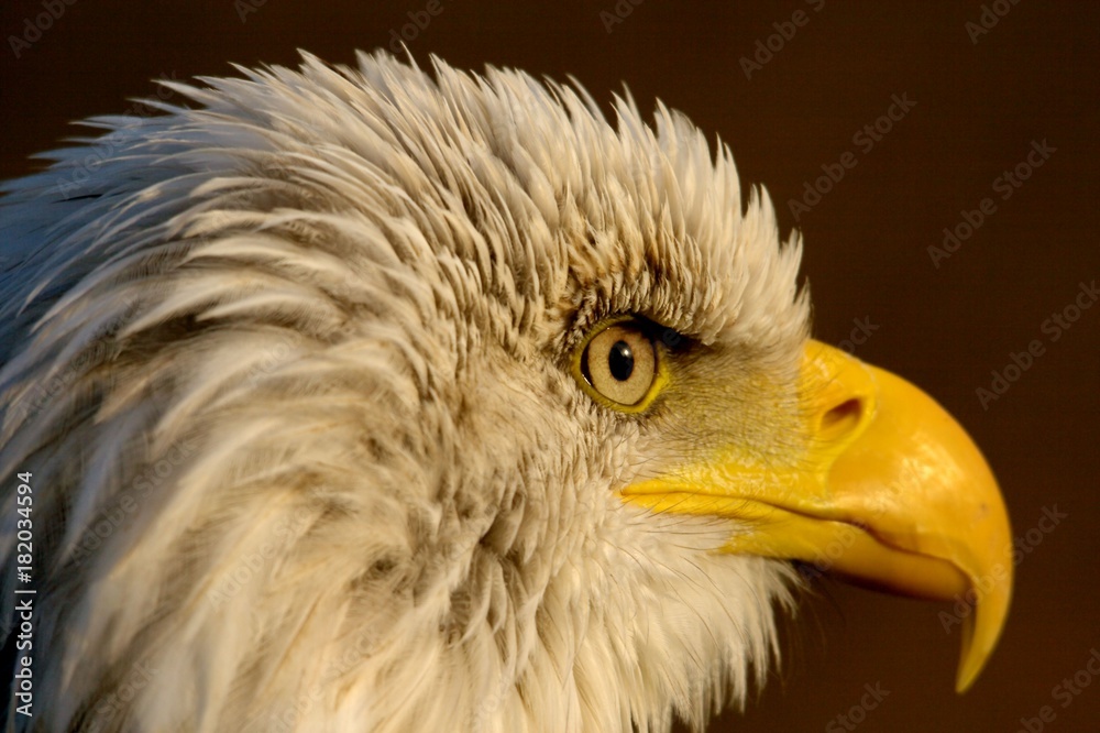Obraz premium Close up of a American bald eagle