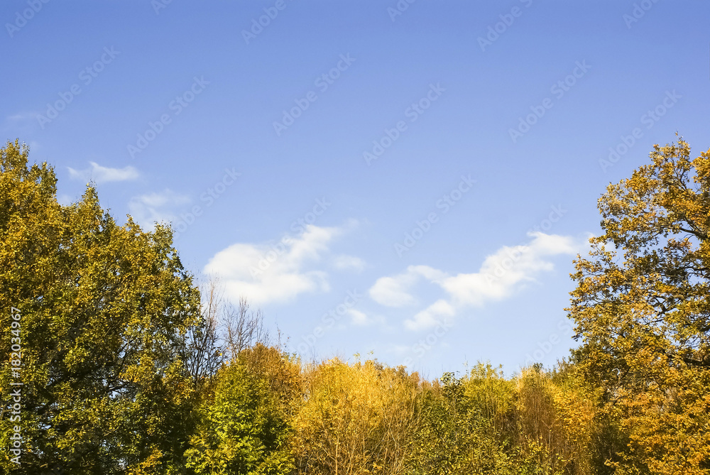 autumn landscape, colorful leaves on sky background