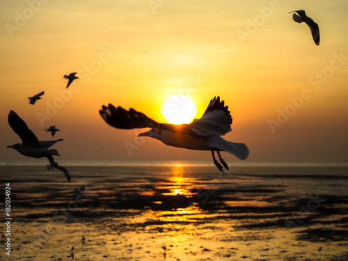 Silhouette picture, seagulls with sunset in evening © Wathanachai