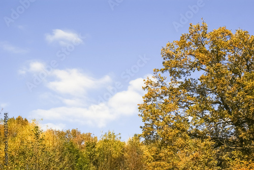autumn landscape, colorful leaves on sky background