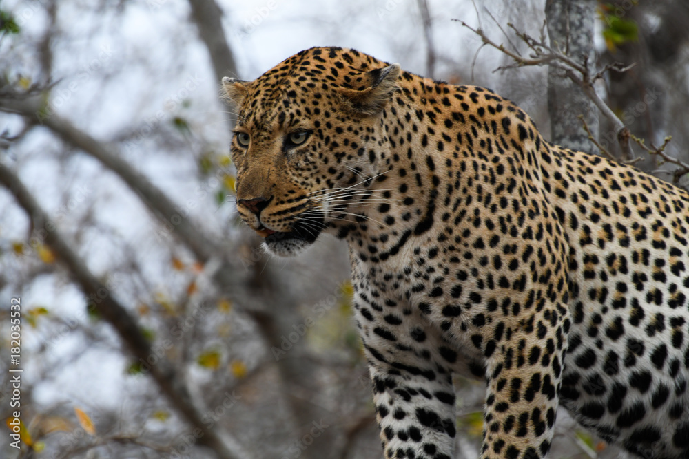 Male leopard in a tree in South Africa Male leopard in a tree in South Africa