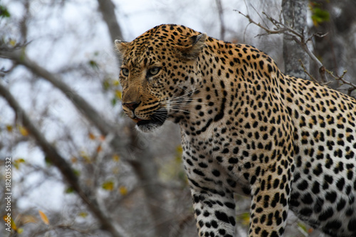 Male leopard in a tree in South Africa