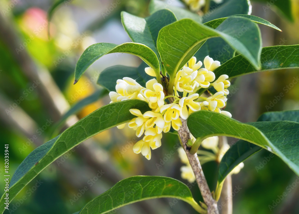 Obraz premium Group of Sweet osmanthus flowers blossom close up
