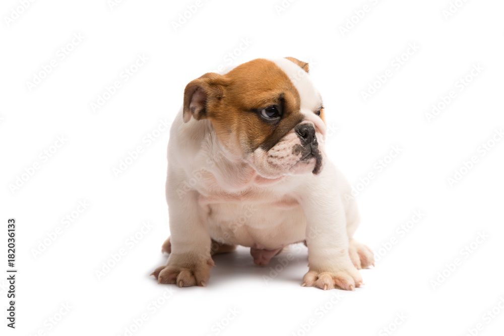 Cute puppy of English Bulldog isolated on white background