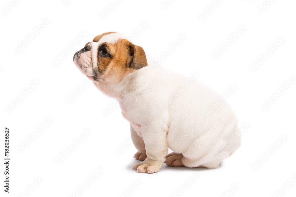Cute puppy of English Bulldog isolated on white background