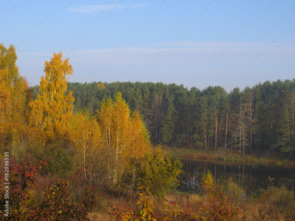 Fototapeta premium Autumn. Tree. Bryansk oblast. (The Vast Russia! Sergey, Bryansk.)