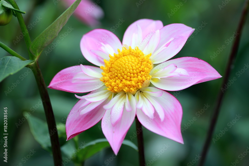 Obraz premium ピンクのダリア