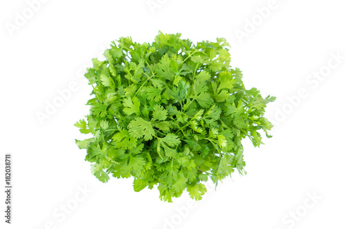 fresh green coriander leaf vegetable isolated on white background 