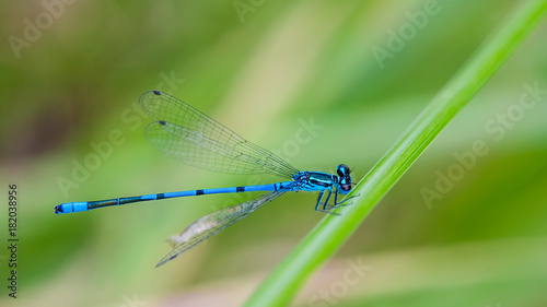 Magnificent blue dragonfly on a blurred green background. Damselfly. Idyllic close-up of the cute winged insect on grass stalk.