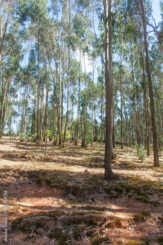 Eucalyptus forest in Ethiopia photo