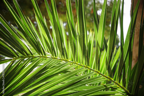 Green leaf of a palm tree close up