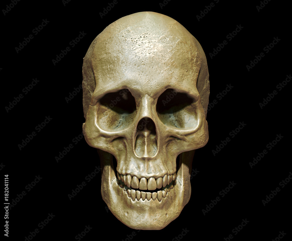 Obraz premium 3d illustration of a skull isolated background