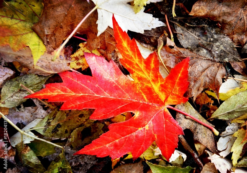 Close up of a beautiful red Maple leaf Close up of a beautiful red Maple leaf