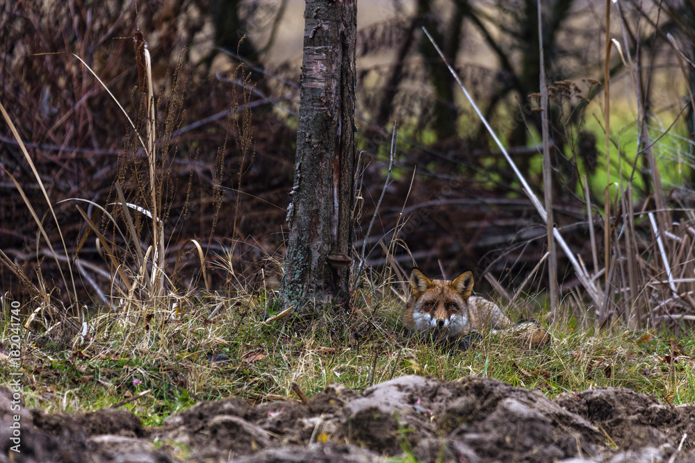 male fox in the natural environment male fox in the natural environment