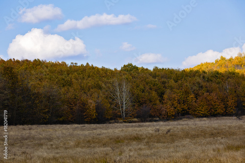 a tree without leaves in front of a yellow forest