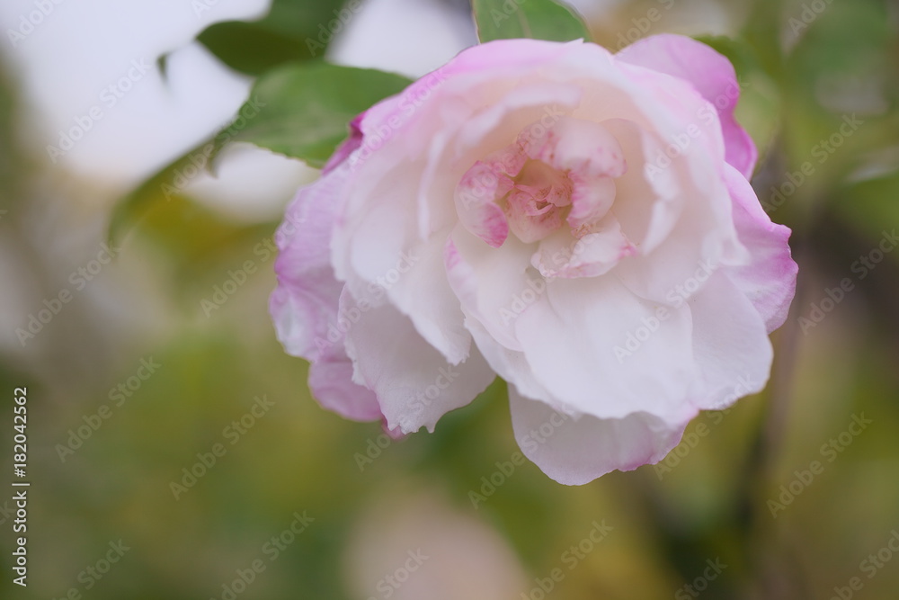 Fototapeta premium 開花中の淡い山茶花