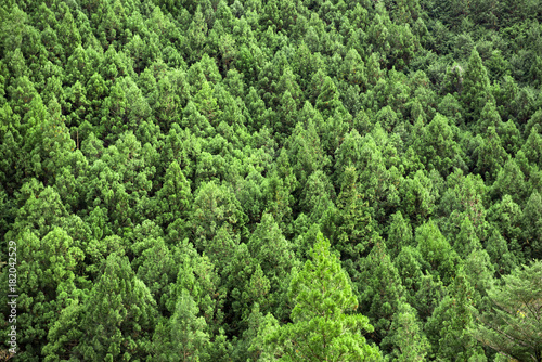 杉の木の山林 © blew_f