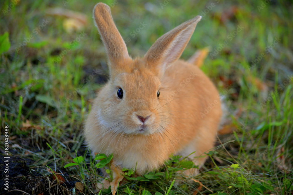 rabbit, animal, bunny, cute, pet, nature rabbit, animal, bunny, cute, pet, nature