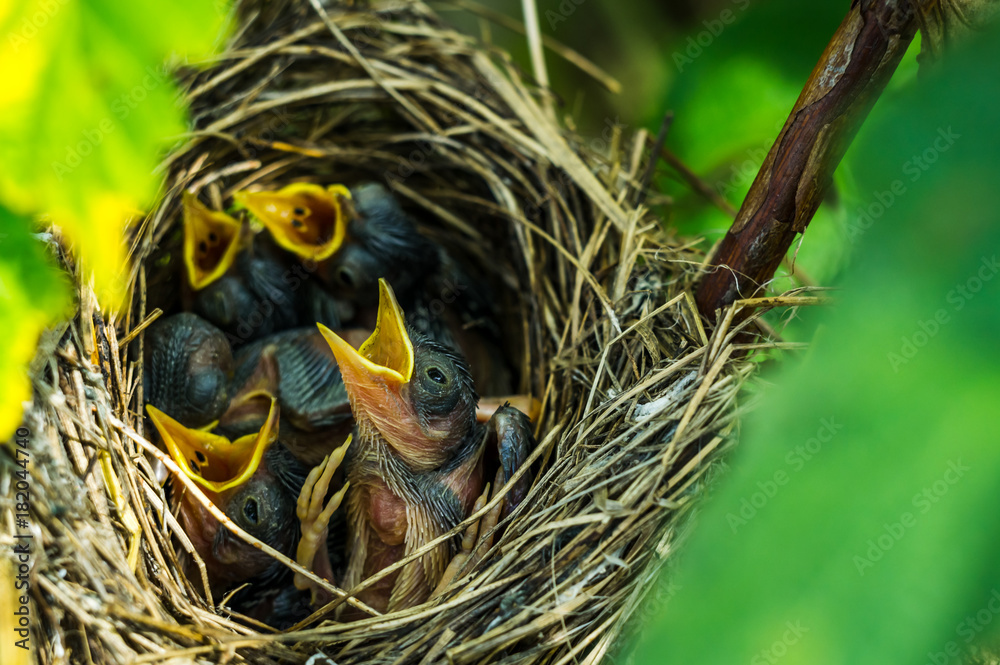 Chicks with yellow mouths