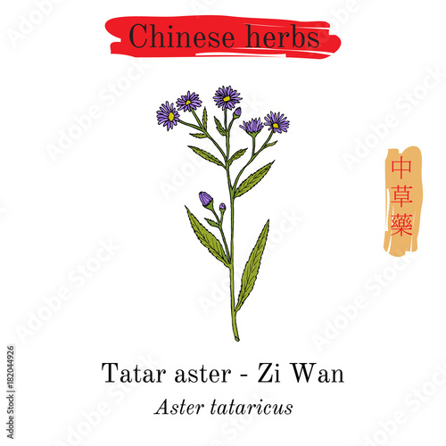 Medicinal herbs of China. Tatarinows aster