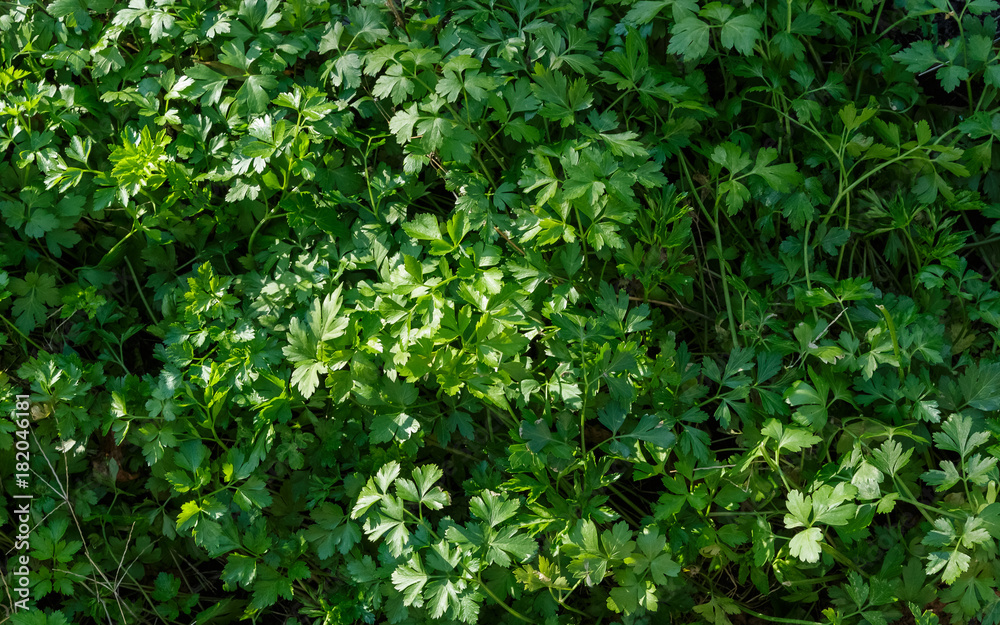 Parsley leaves in the garden.Texture.