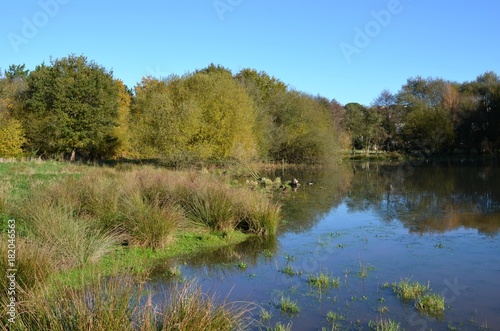 étang en automne 