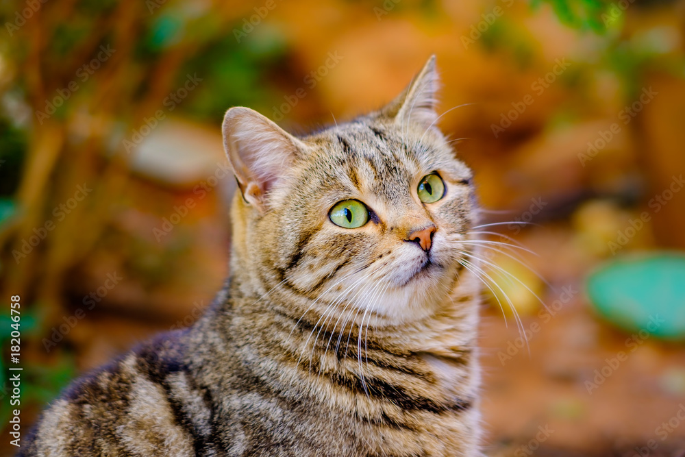 Joli chat tigré avec les yeux verts. Joli chat tigré avec les yeux verts.