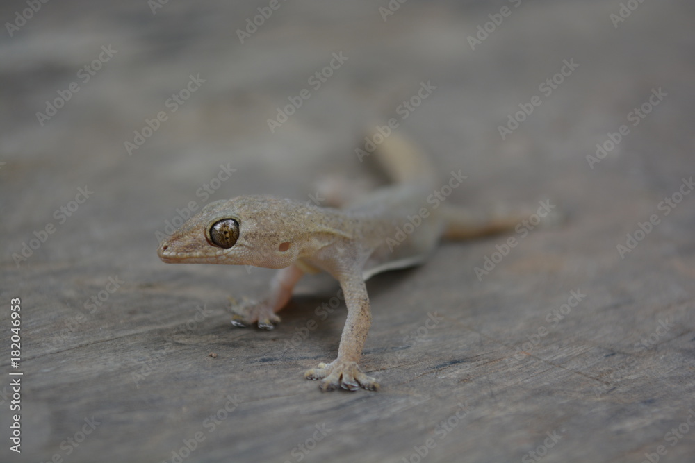Lizards stand still while crawling out for living. Lizards stand still while crawling out for living.
