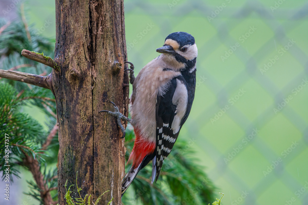 Fototapeta premium Großer Buntspecht