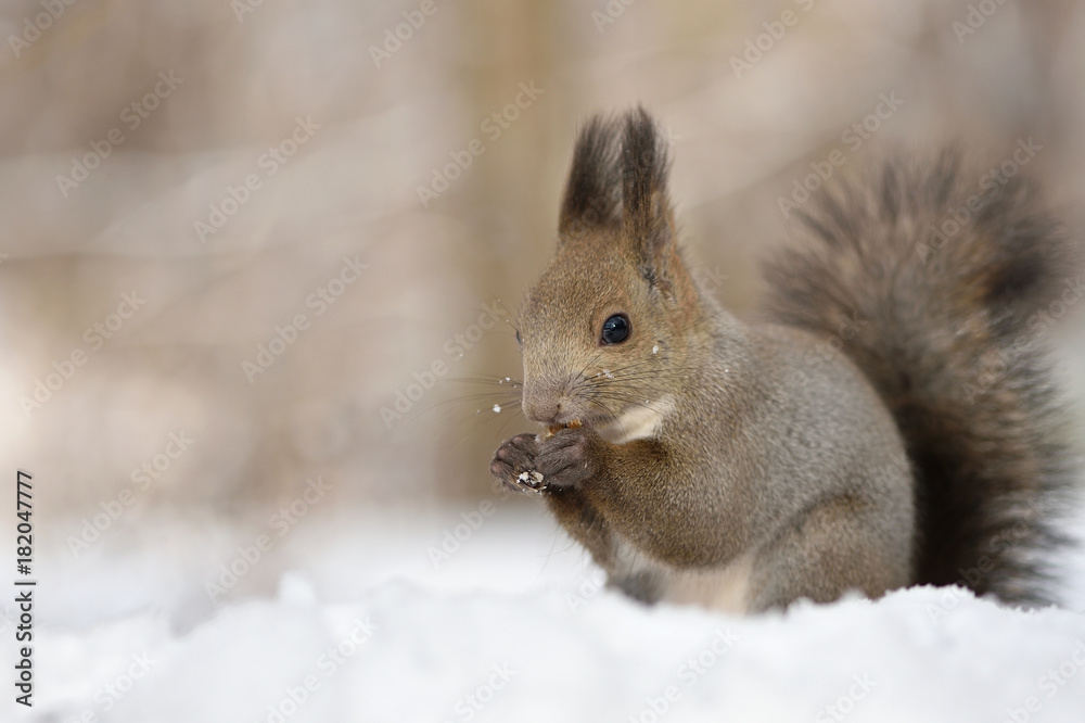 雪の中のエゾリス 雪の中のエゾリス