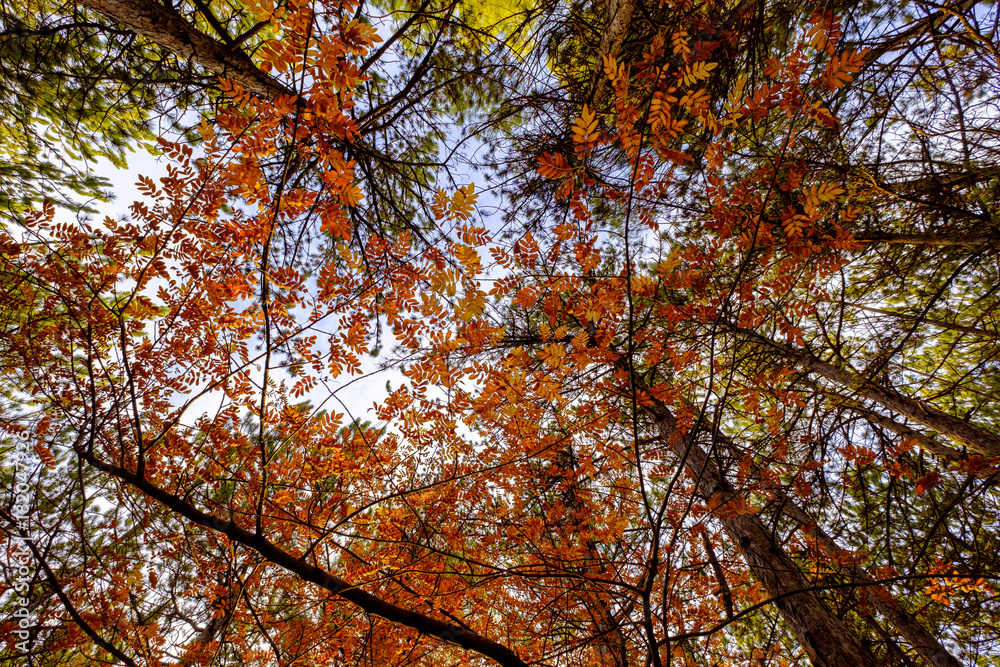 Vue du ciel à travers les couronnes d'arbres en automne. Vue du ciel à travers les couronnes d'arbres en automne.