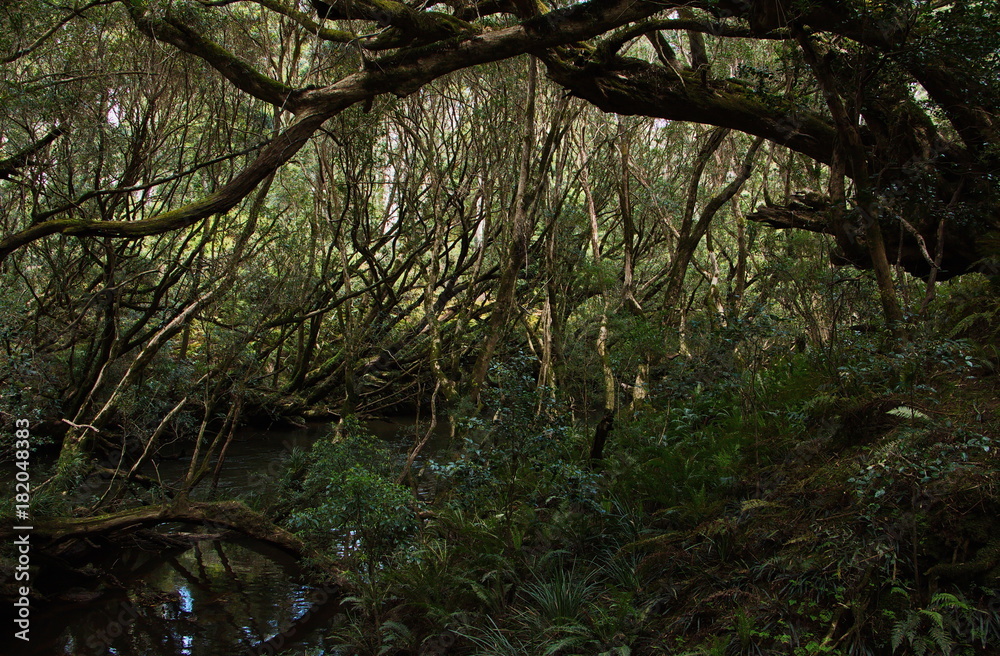 Naklejka premium Landschaft in Bemm River Scenic Reserve