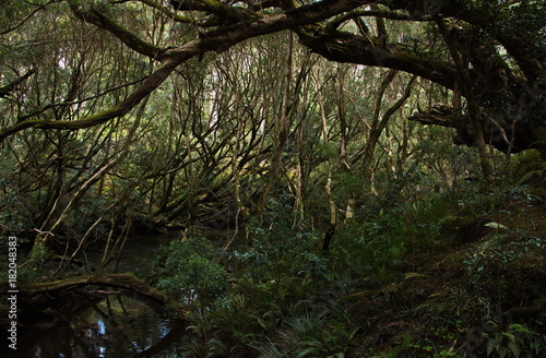 Landschaft in Bemm River Scenic Reserve