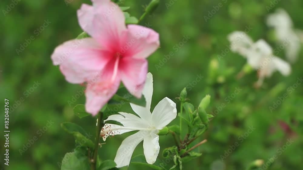 Pink flowers are going to focus on the green pasture in the evening. Pink flowers are going to focus on the green pasture in the evening.