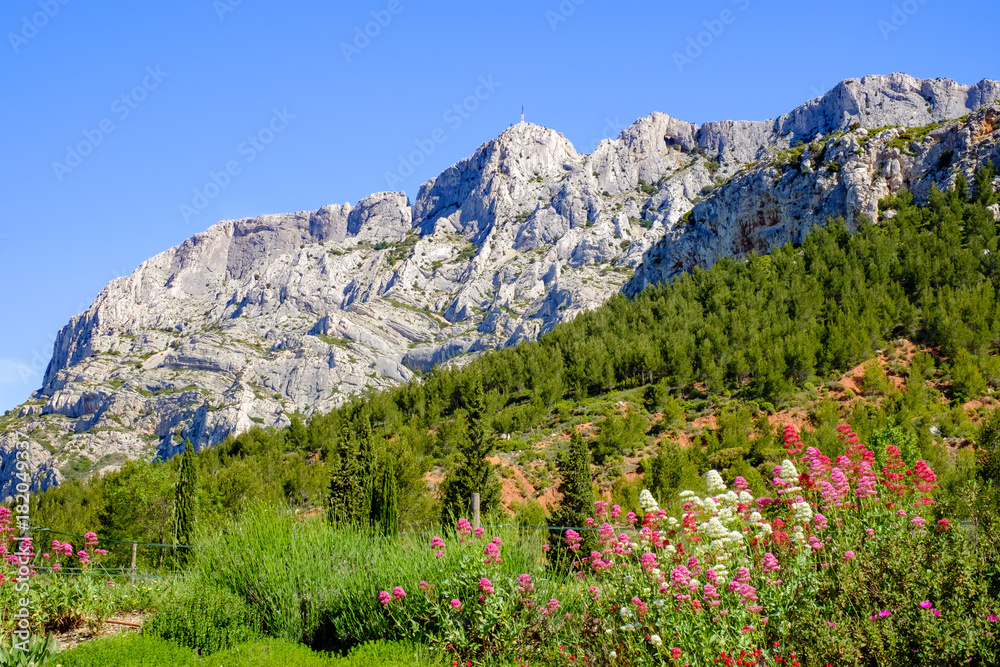 Vue sur la montagne Sainte-Victoire au printemps. Fleurs de valériane rouge au premier plan. France, Provence.