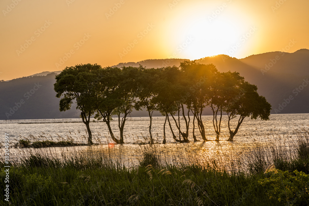 琵琶湖畔の木々と夕陽