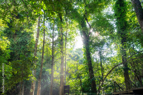 Sunlight shine through tree in tropical rainforest