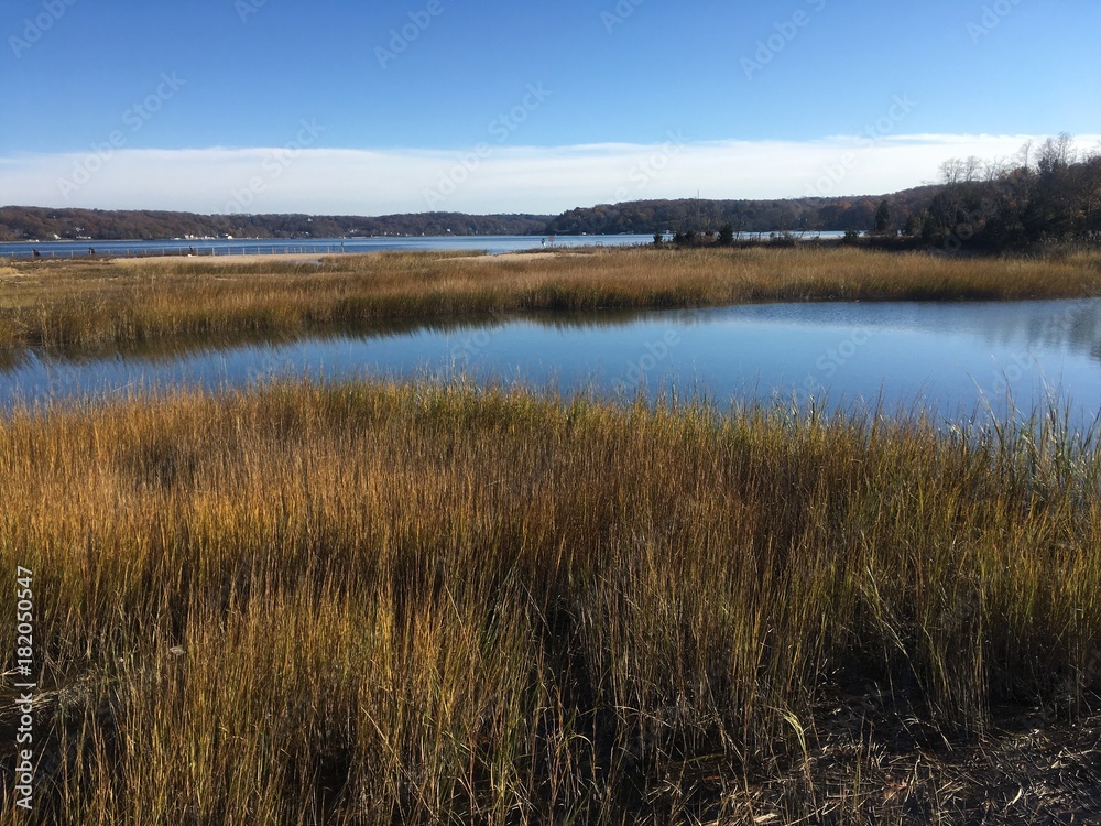 marshland at Long Island sound in the fall, NY