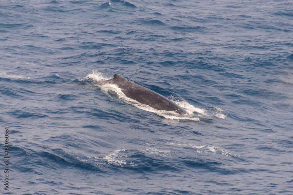 Naklejka premium Humpback whale fin