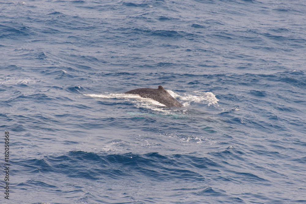 Obraz premium Humpback whale fin