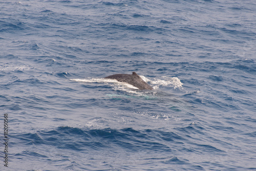 Humpback whale fin © Alexey Seafarer