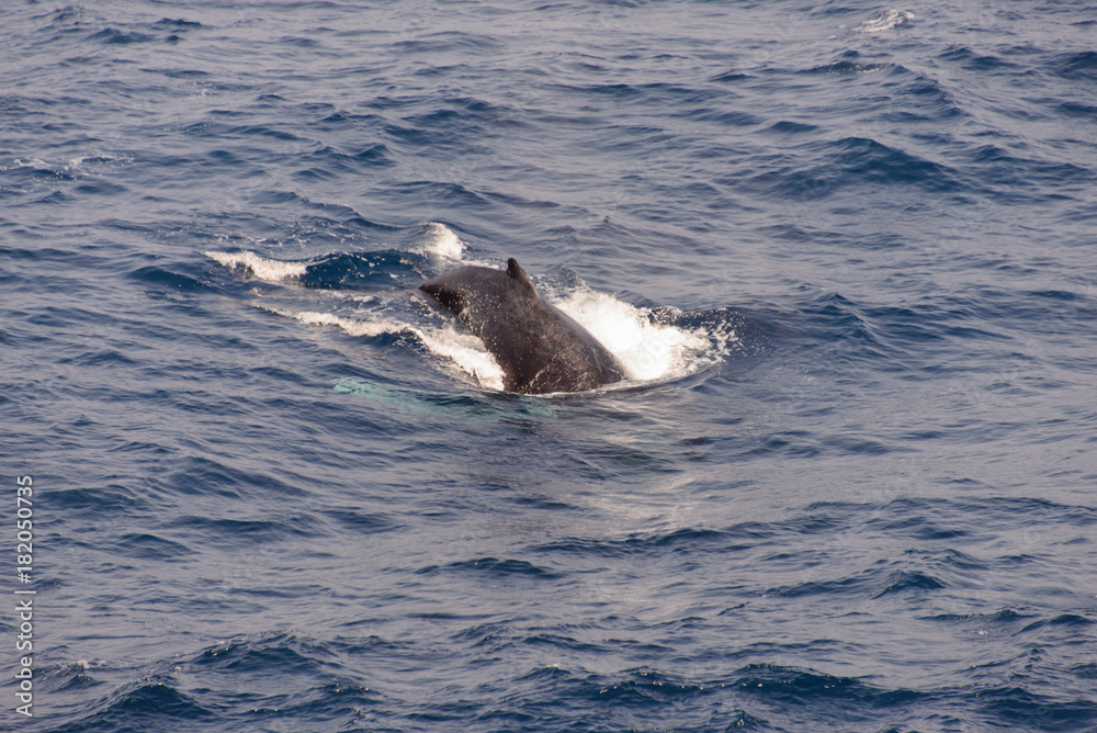 Fototapeta premium Humpback whale fin