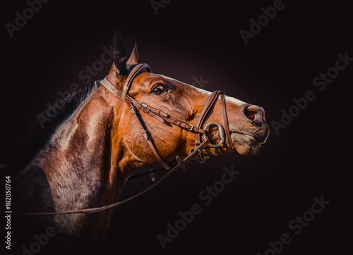 Fototapeta Naklejka Na Ścianę i Meble -  Beautiful horse head isolated on dark background. Bay horse portrait over a black background. Close-up chestnut horse isolated.  
