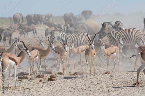 Etosha National Park