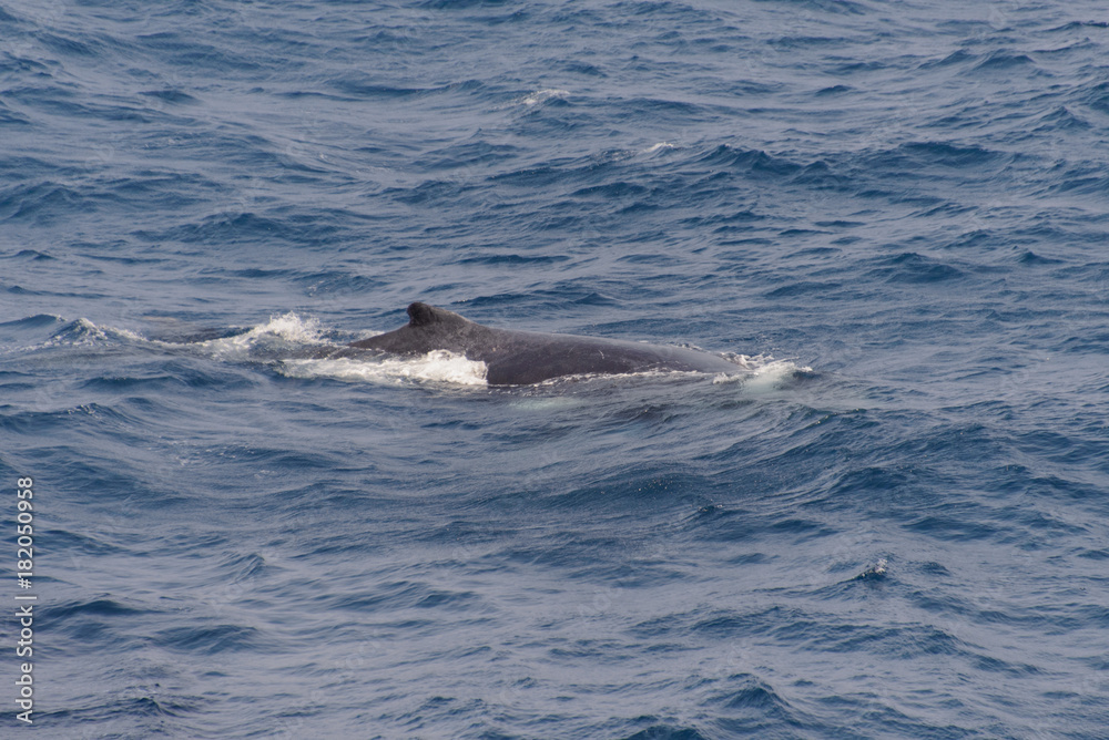 Humpback whale fin