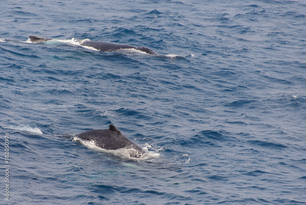 Naklejka premium Humpback whale fin